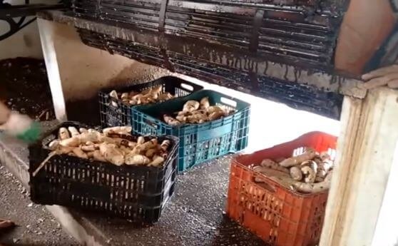 Cassava processing - local washing