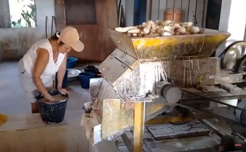 Grating in traditional processing of cassava