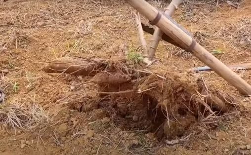 Cassava harvesting equipment