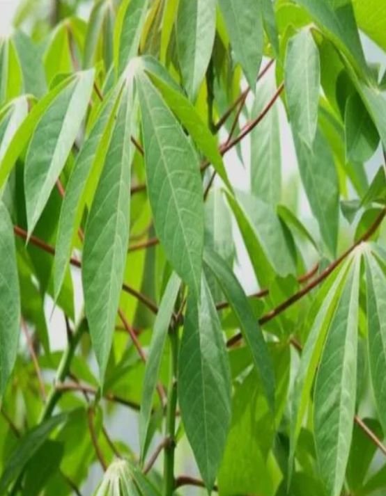 Cassava leaves in the farm thriving