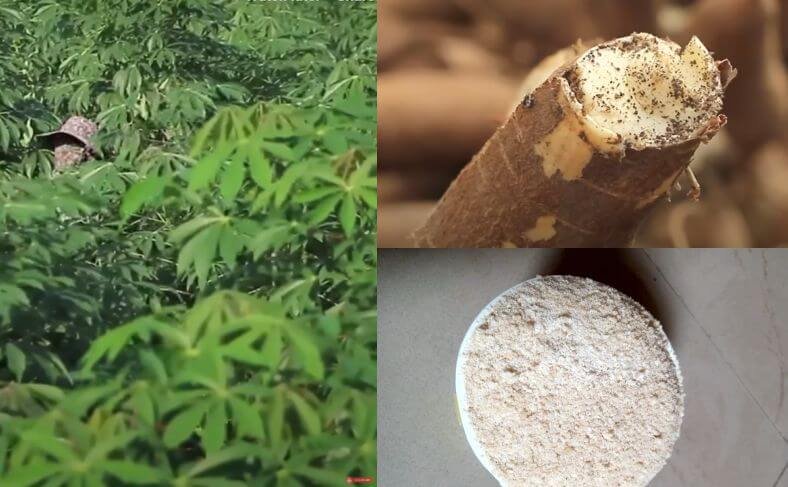 Cassava manioc - the names of yuca around the world