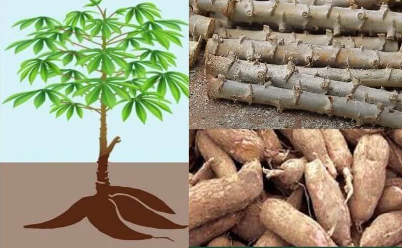 The cassava nutritional information extends to the leaves, stem and root