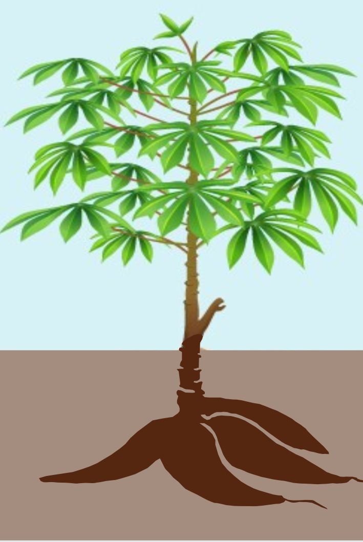 A full grown cassava plant with lush leaves, stem and mature cassava roots