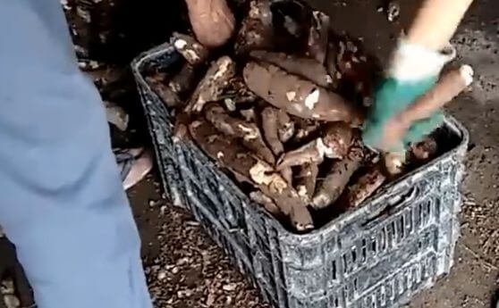 Cassava in preparation for local processing