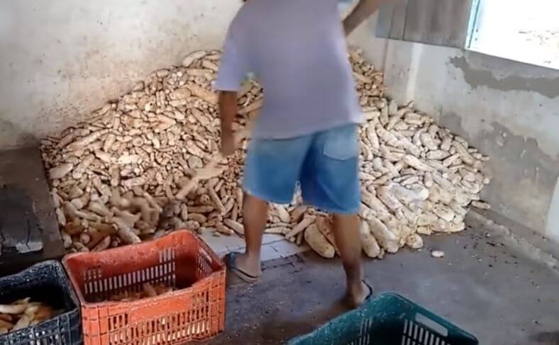 Cassava processing in the traditional way