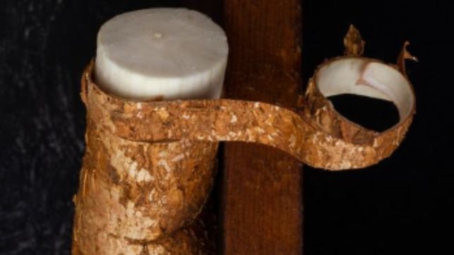 The outer skin of cassava root