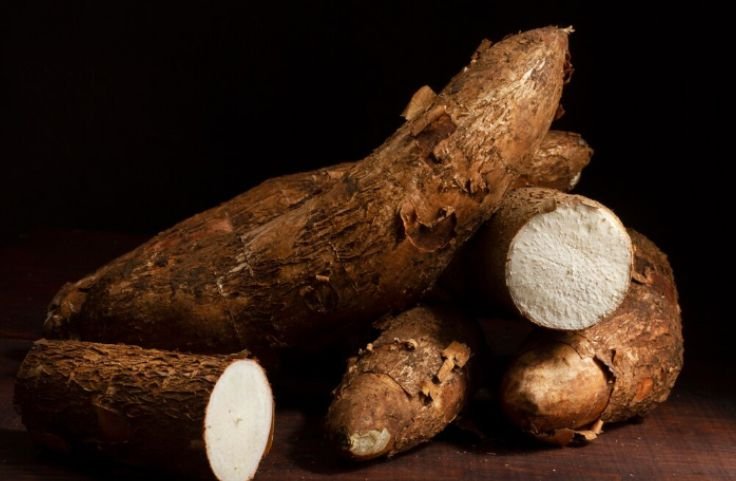 Freshly harvested cassava tubers
