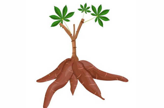 The cassava plant