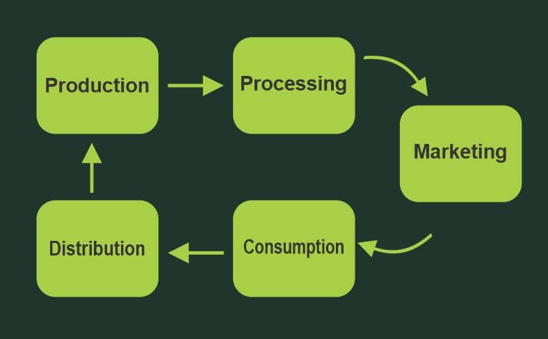 A typical cassava value chain