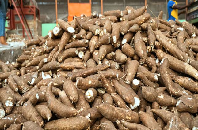 How cassava sustain populations and lift people off poverty