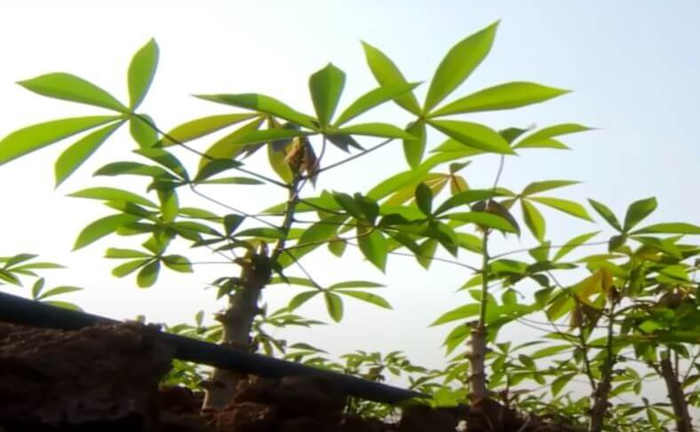 A typical mandioca plant in Brazil