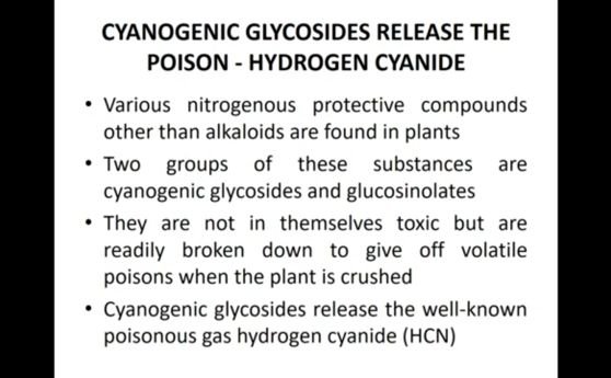 Cyanogenic glycosides releases hydrogen cyanide in cassava