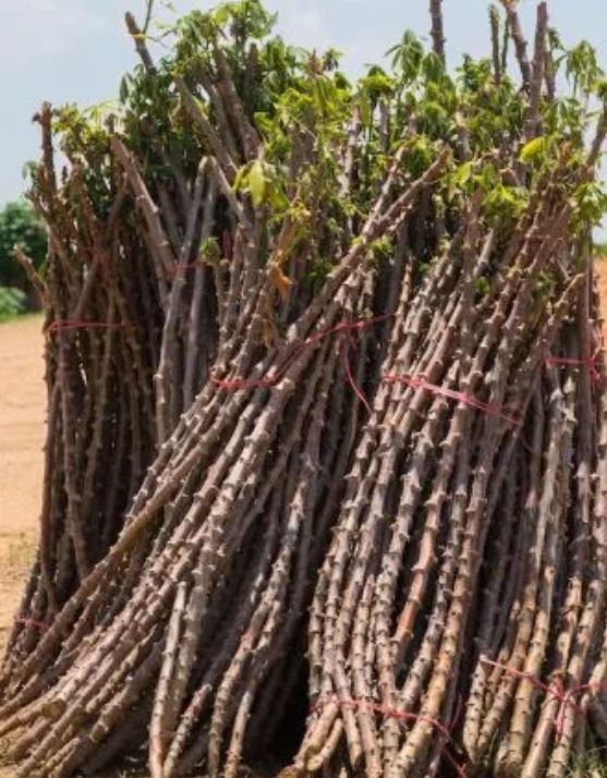 Long stems of cassava bundles