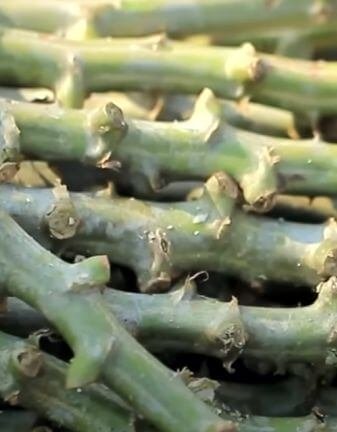 Cassava stems for planting