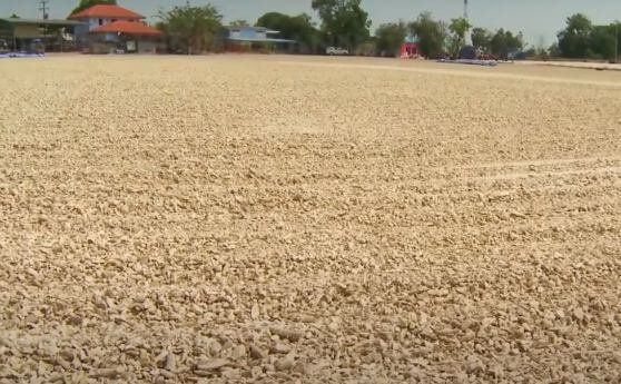 Sun-drying cassava roots for yuca flour production