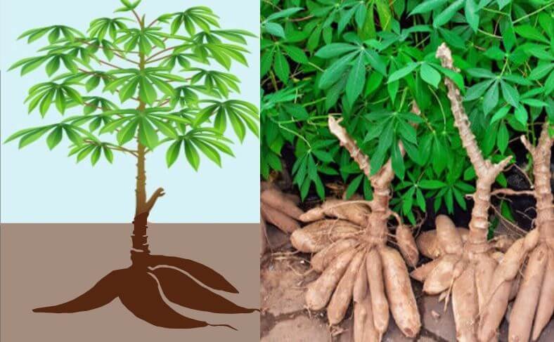 The full plant and root tubers perfectly answering - what is cassava?