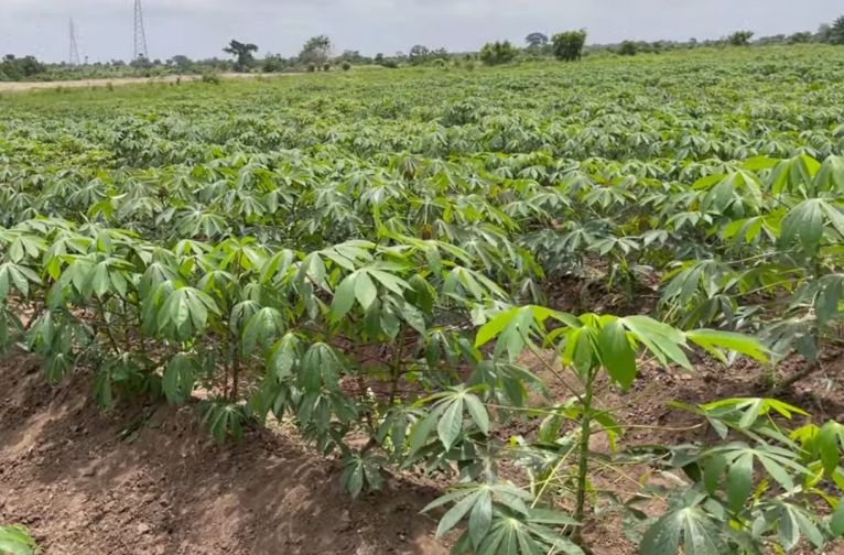 The place of cultivation in the cassava value chain