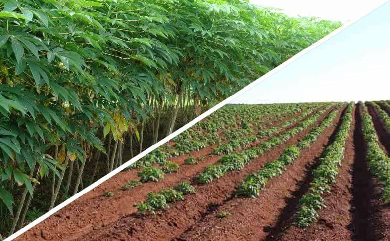 Two stages of cassava farming