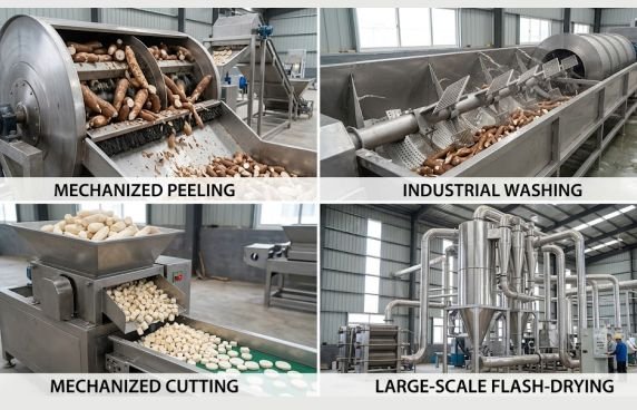 Industrial flash dryer processing cassava for large-scale flour production