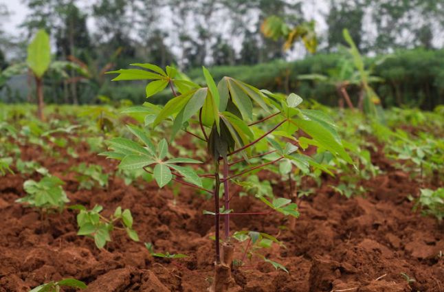 Young growing casava plants 
