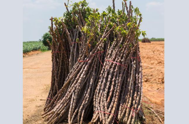 Botanical Description and Taxonomy of the Cassava Tapioca Plant