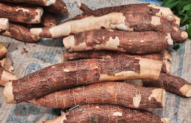 Parts of the cassava root - the cortex