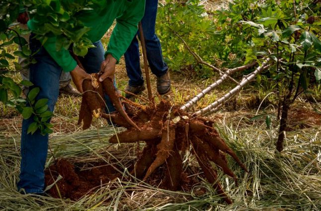 A man harvesting his cassava farm 