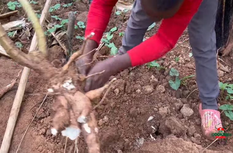 Harvesting and processing in the cassava value chain