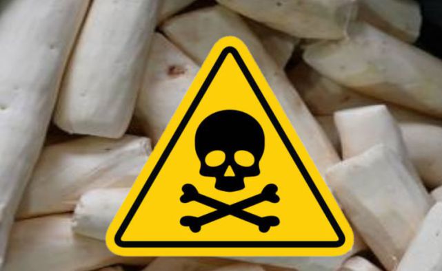 How much cassava will kill you