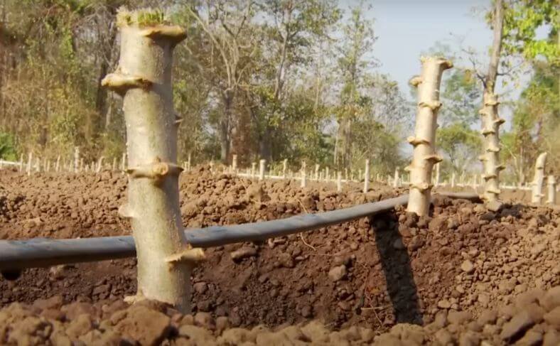 Planting cassava cuttings and waiting to sprout