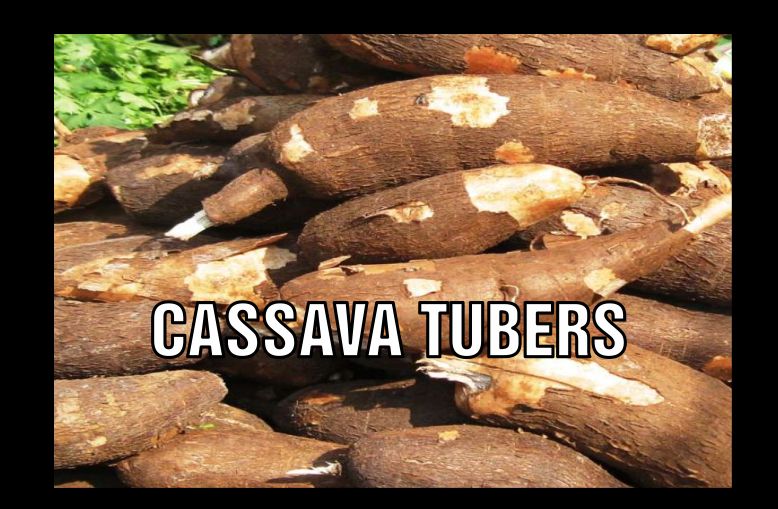 Freshly harvested cassava tubers