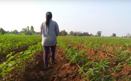 A farmer checking out her cassava farm