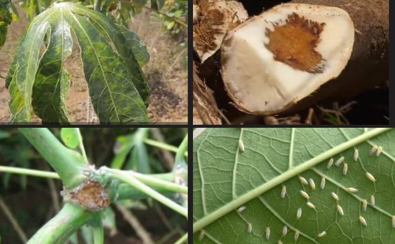 The many cassava pests and diseases