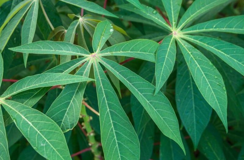 Botanical profile of the leaf of cassava
