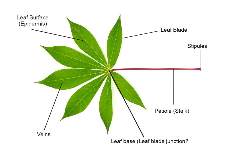 Description and labeling of the cassava leaf