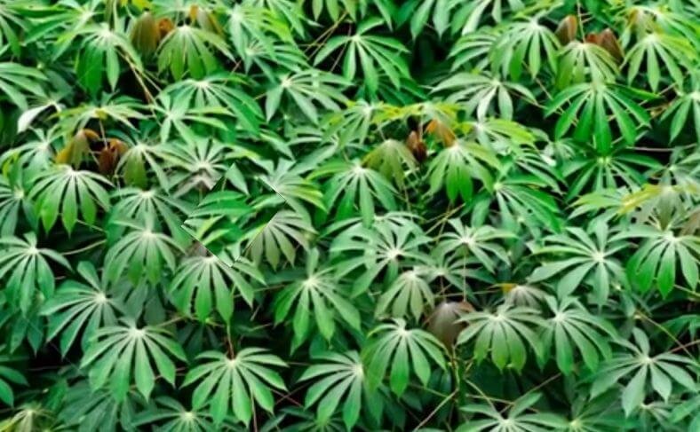 Cassava leaves in a cassava farm