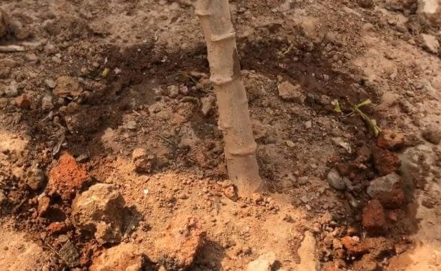 How to apply fertilizer and nutrients on cassava - best practices