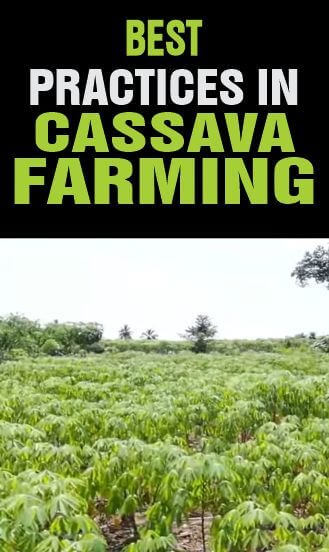 Farming cassava the right way