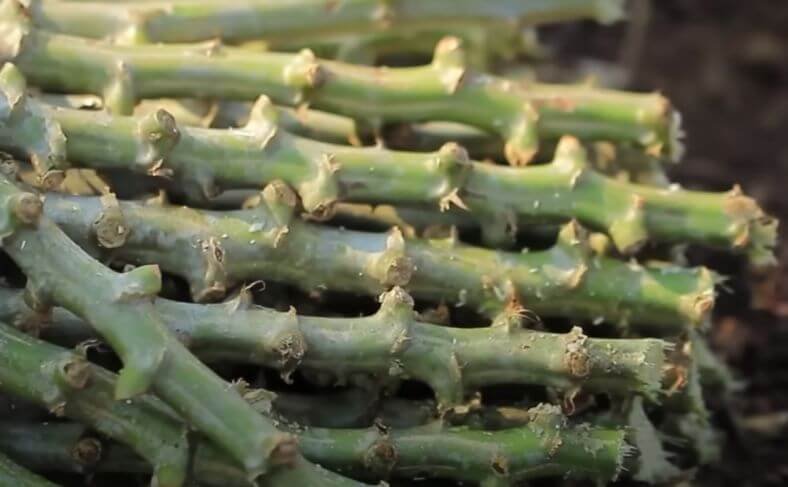 Cassava stem ready to be planted