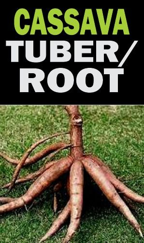 Cassava tuber and root