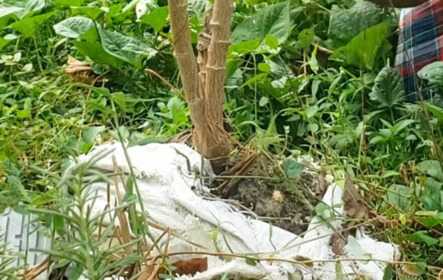 A man who has learned How to grow cassava in small spaces