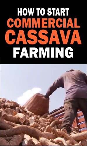 How to start mechanized cassava cultivation