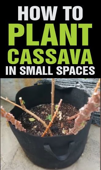 A pot of budding cassava stem - How to grow cassava in tight spaces