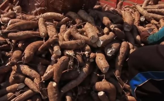 Harvested cassava tubers