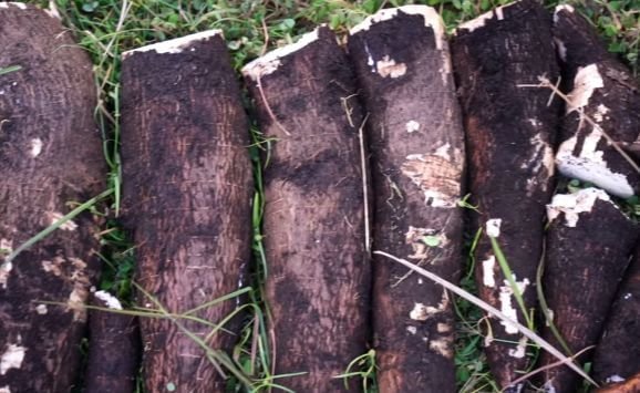 Freshly harvested cassava roots