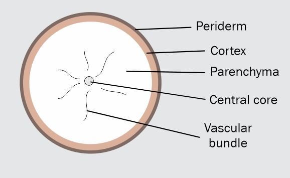 A diagram of the anatomy of cassava root tuber showing the periderm, cortex, parenchyma, central core and vascular bundle