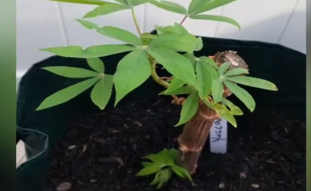 Planting cassava in confined spaces