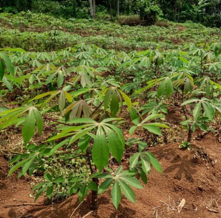 Environmental impact of cassava farming - a cassava plantation