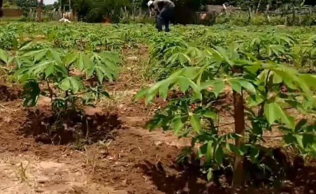 Fertilizer application on a cassava farm