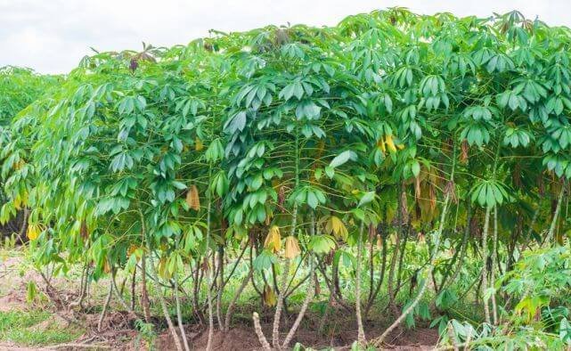 As cassava changes leave color indicating maturity